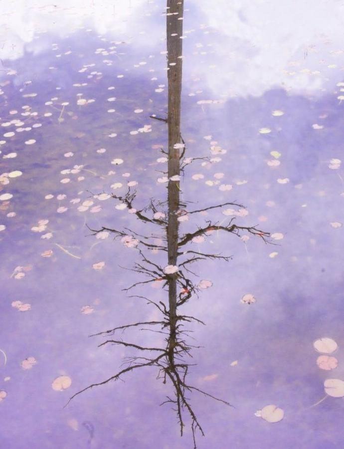 Tree Reflection, Maine