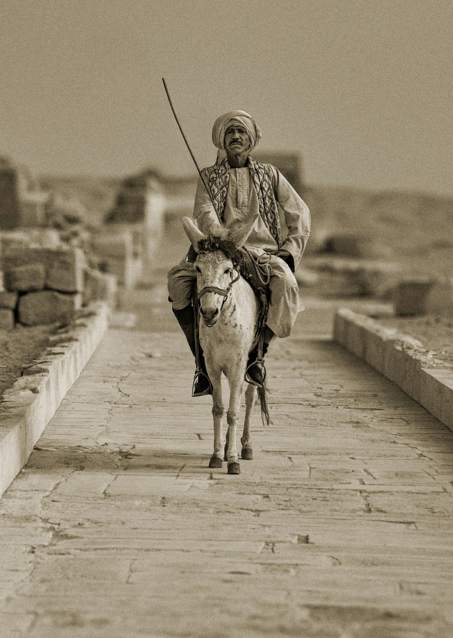 Egyptian Shepherd