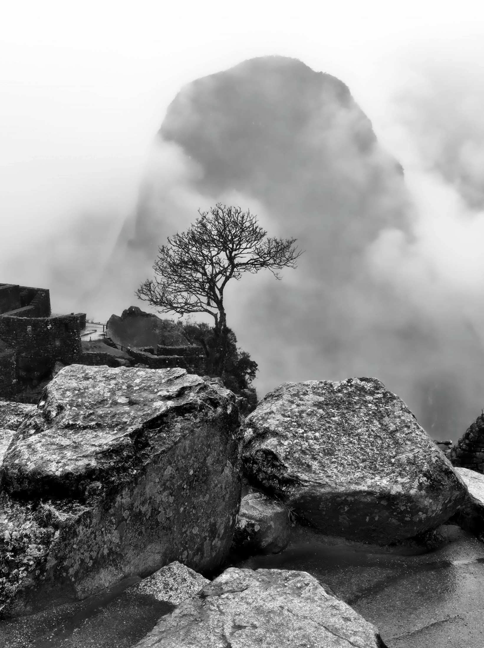 Tree, Machu Pichu