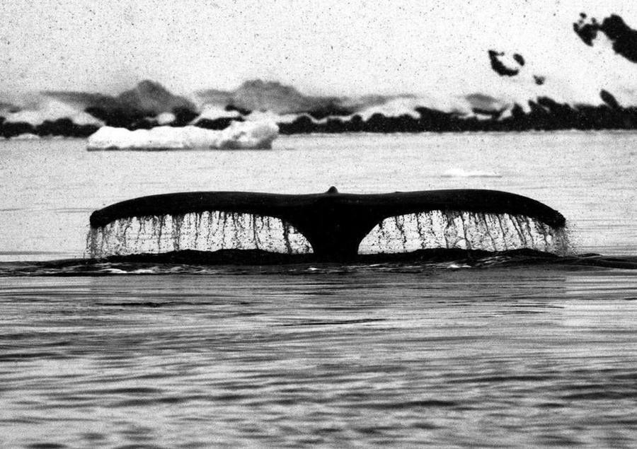 Whale Tail, Antarctica