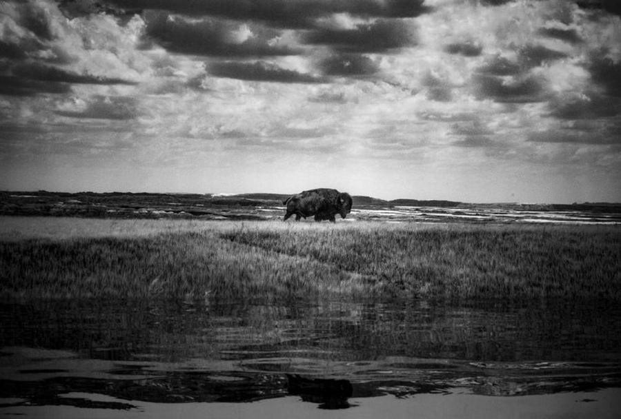 Buffalo, Badlands National Park