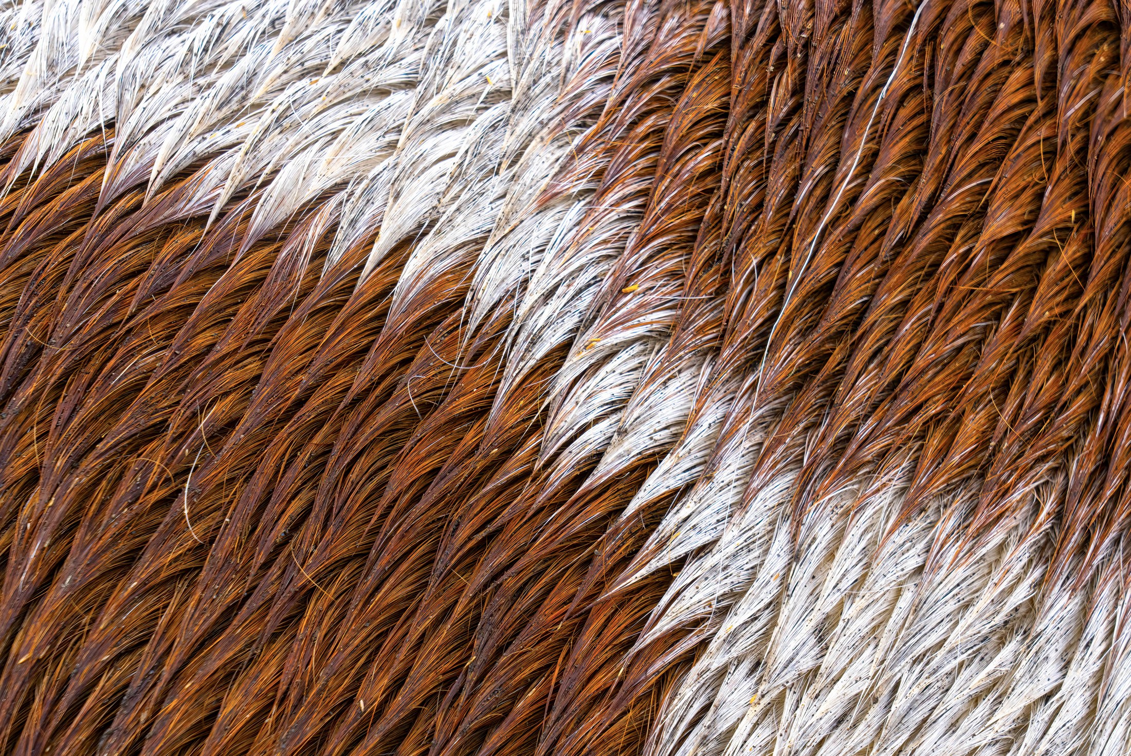 Horse Hair, Iceland