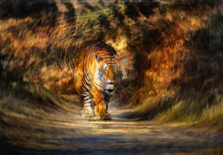Tiger, India