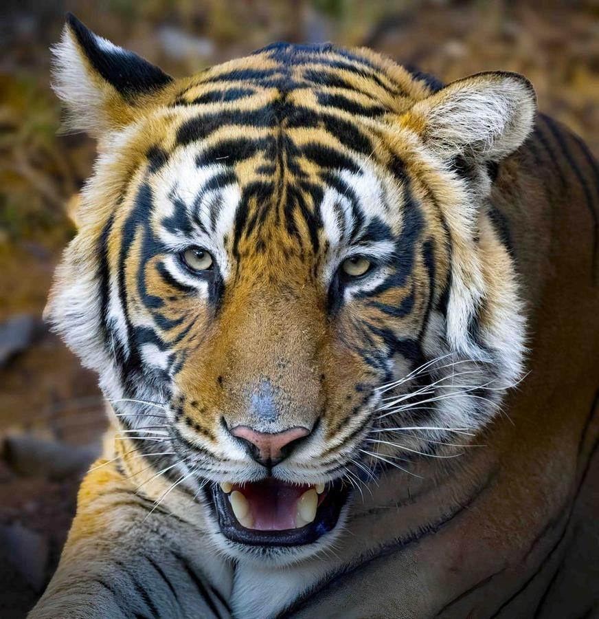 Tiger, India