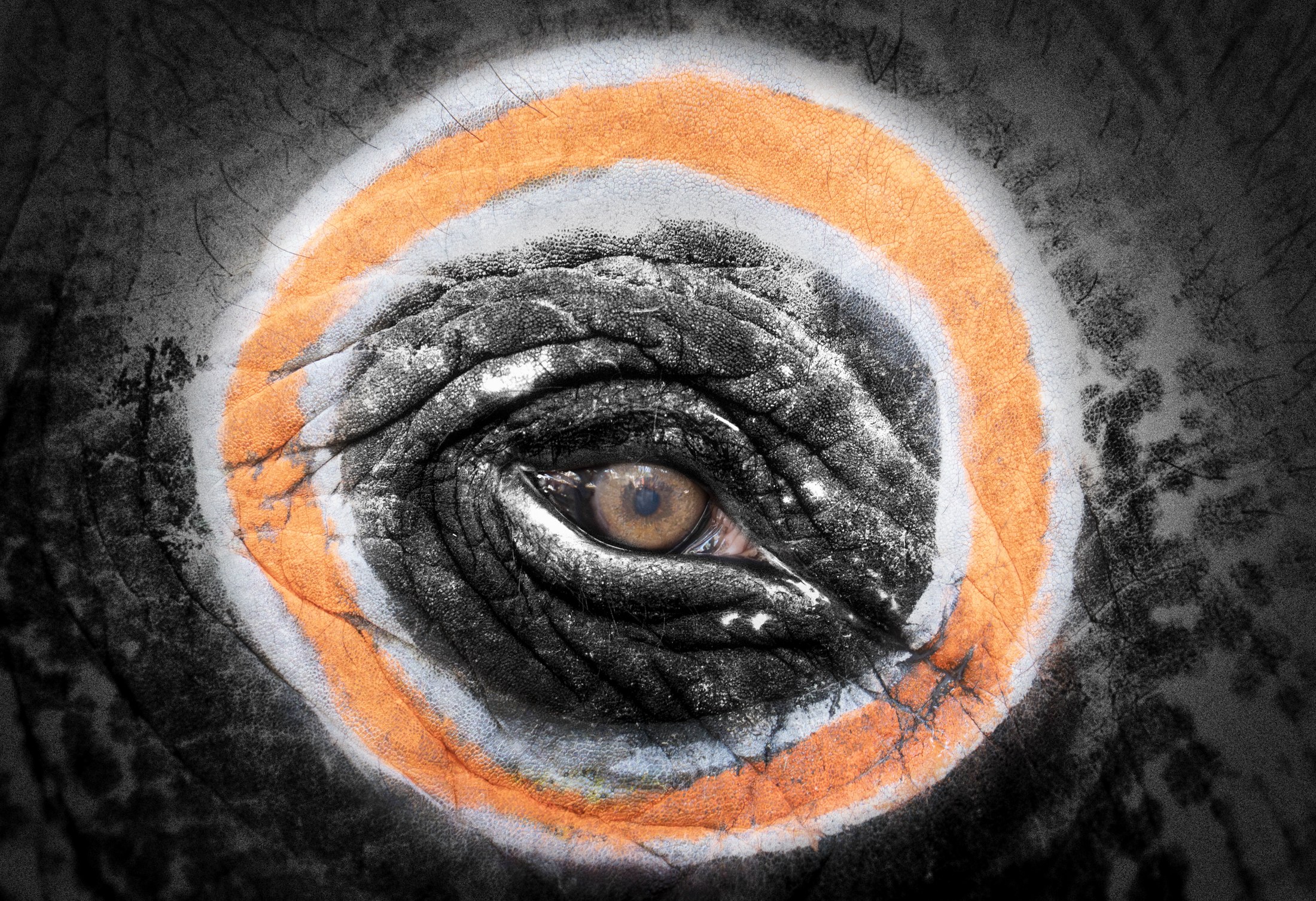 Elephant Eye, India