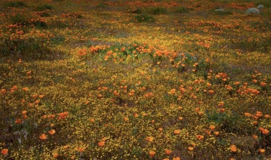 California Poppies