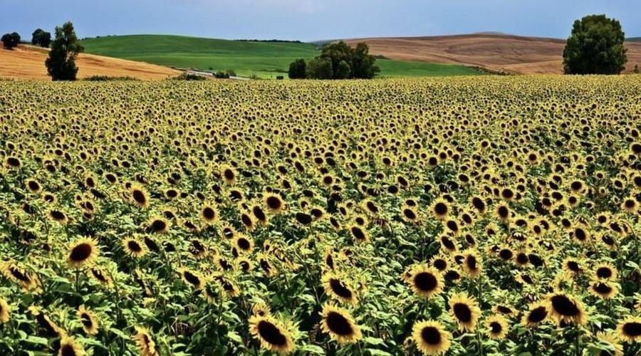Sunflowers