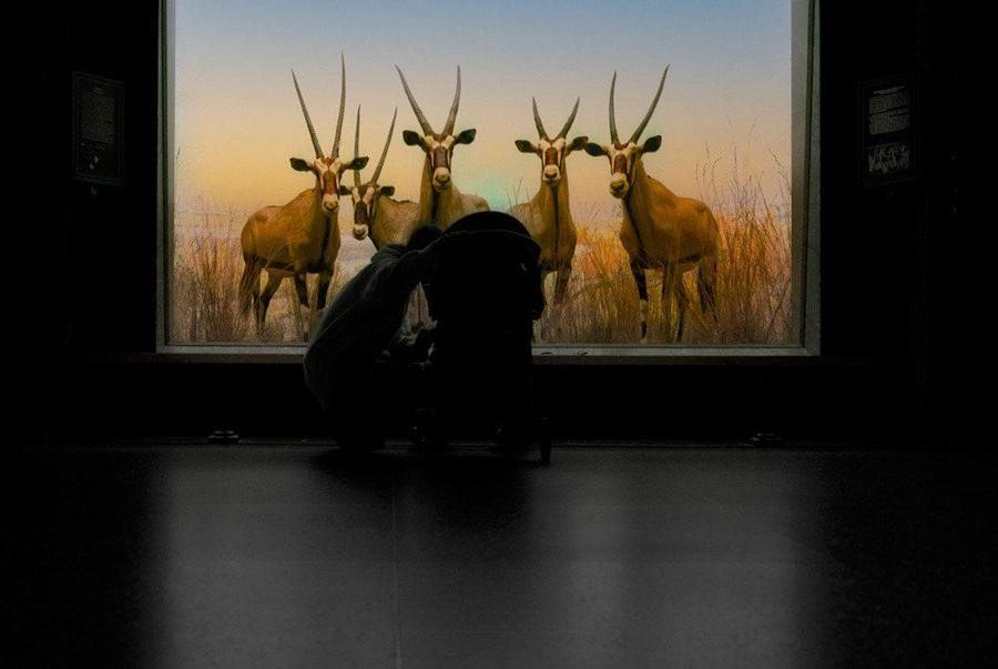 Diorama, Museum of Natural History, New York