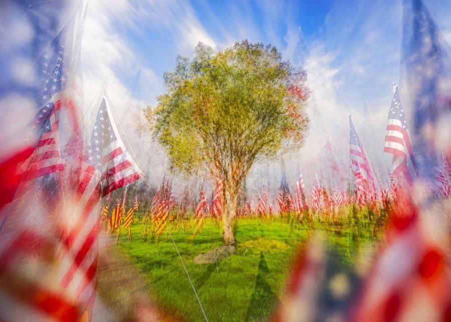 Tree 9-11, Pepperdine, Los Angeles