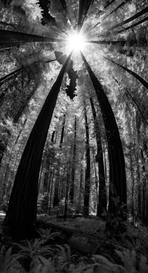 California Redwoods I