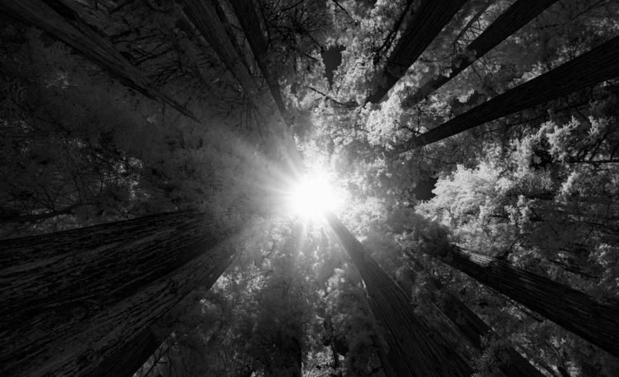 California Redwoods II