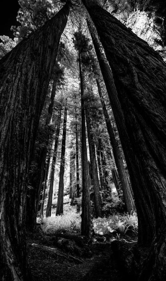 California Redwoods III