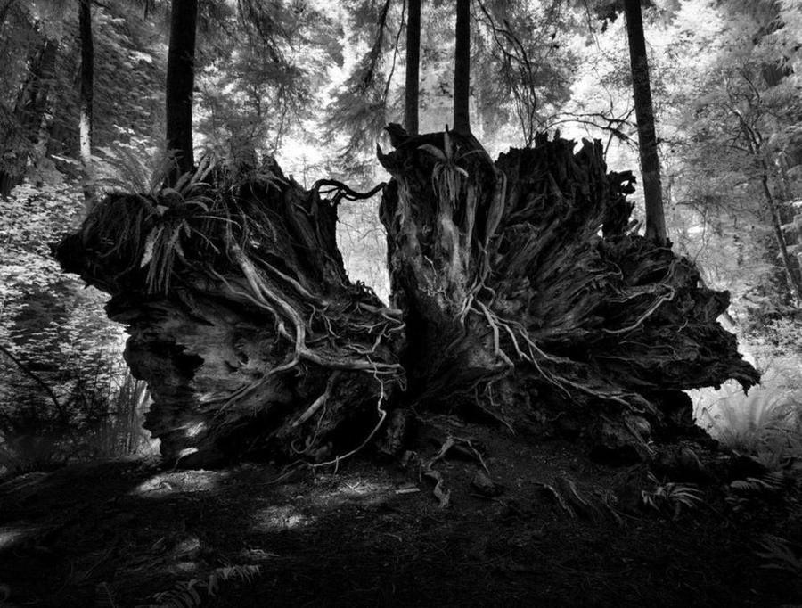 California Redwoods VI
