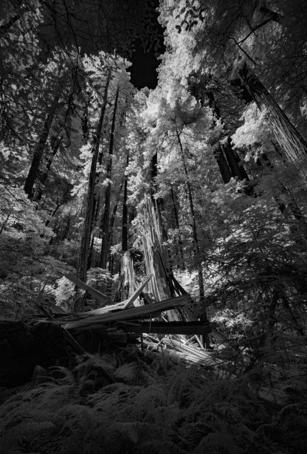 California Redwoods VII