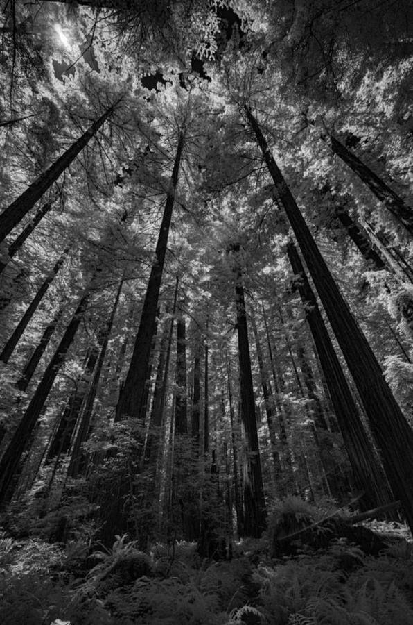 California Redwoods VIII