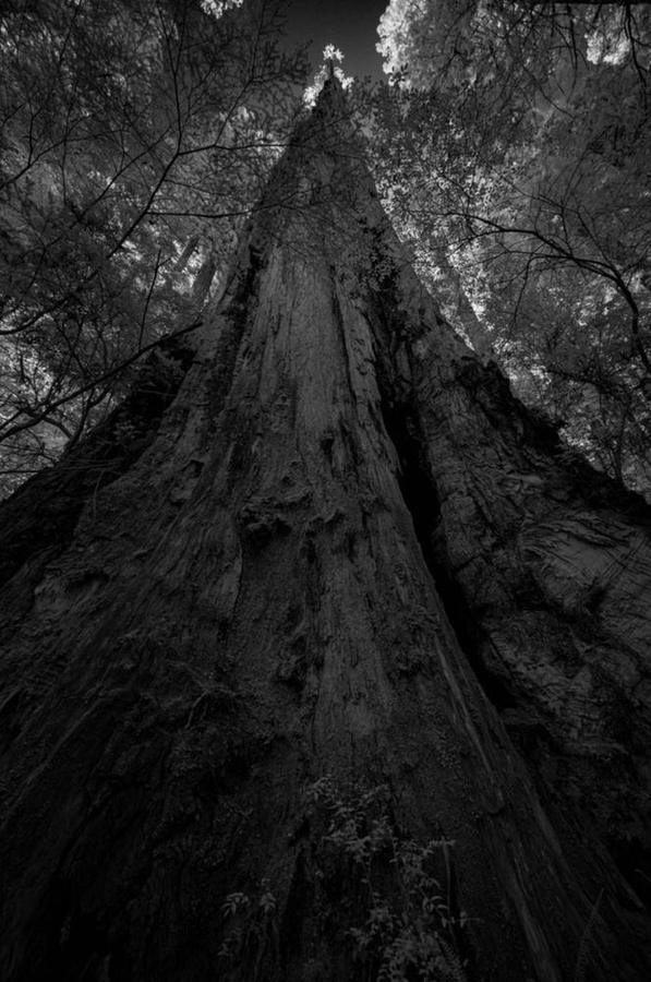 California Redwoods IX