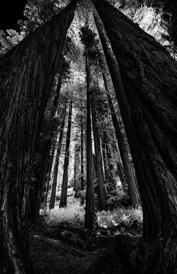 California Redwoods X