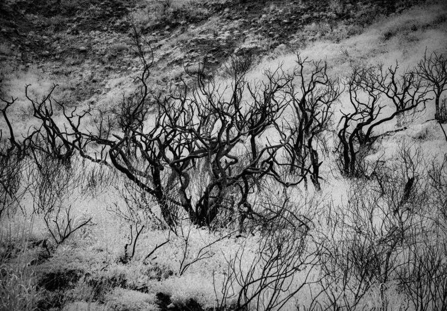 Burnt Trees II