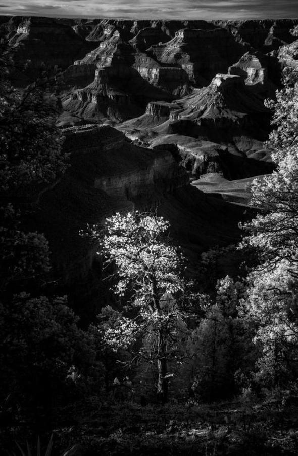 Tree, Grand Canyon I