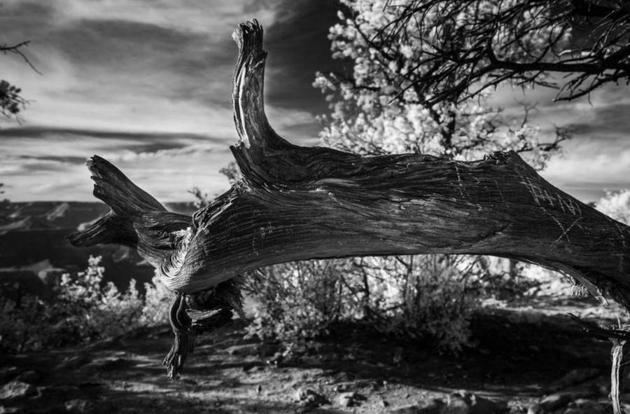 Petrified Tree Branch, Grand Canyon National Park