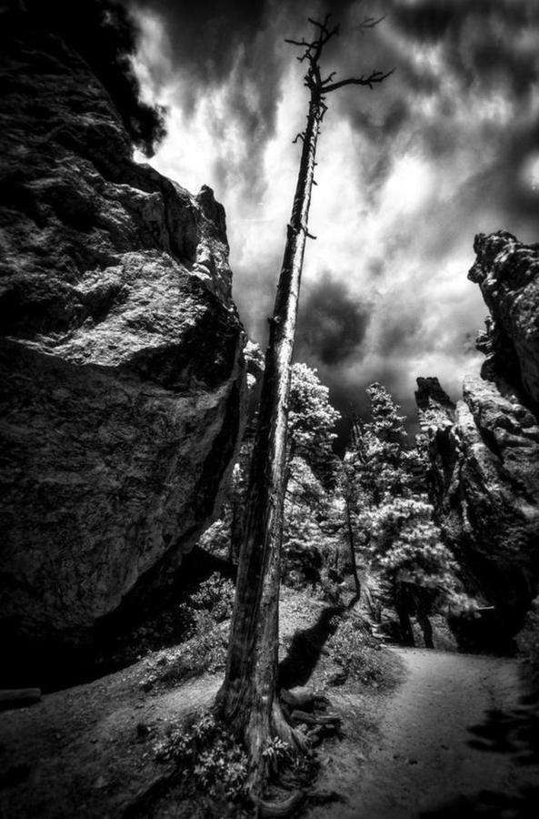 Lone Tree, Bryce Canyon National Park