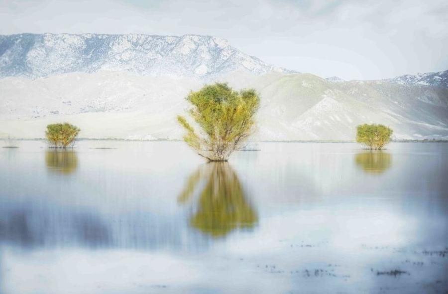 Tree, Lake Isabella, CA