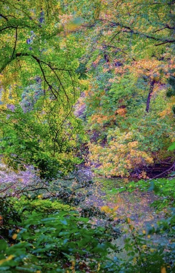 Spring Colors, Central Park, New York