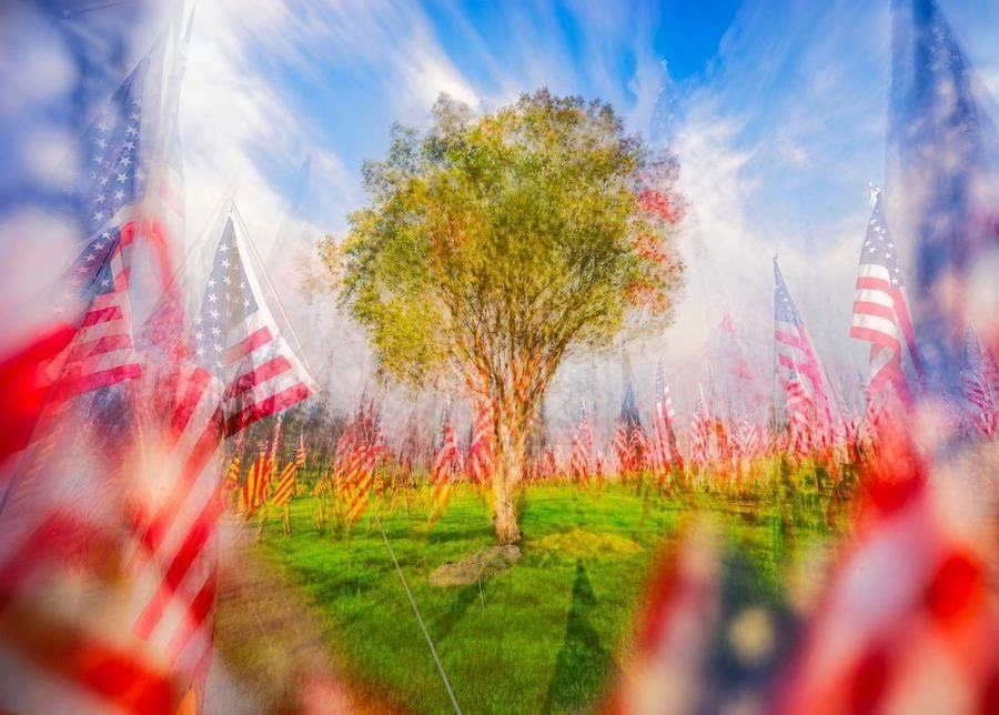 Tree 9-11, Pepperdine, Los Angeles, 2026