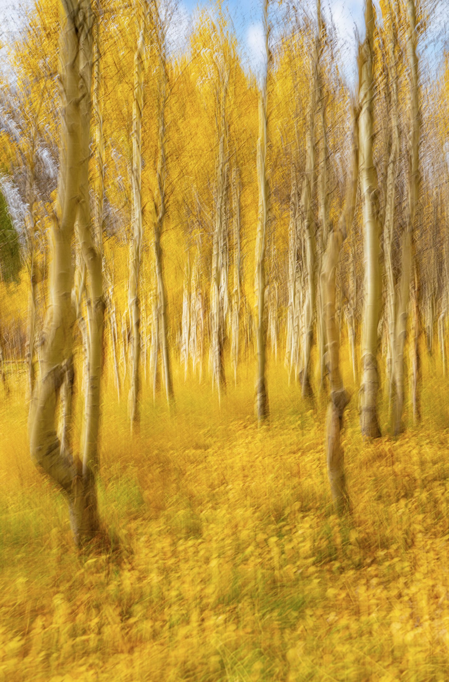 Aspen Trees, California