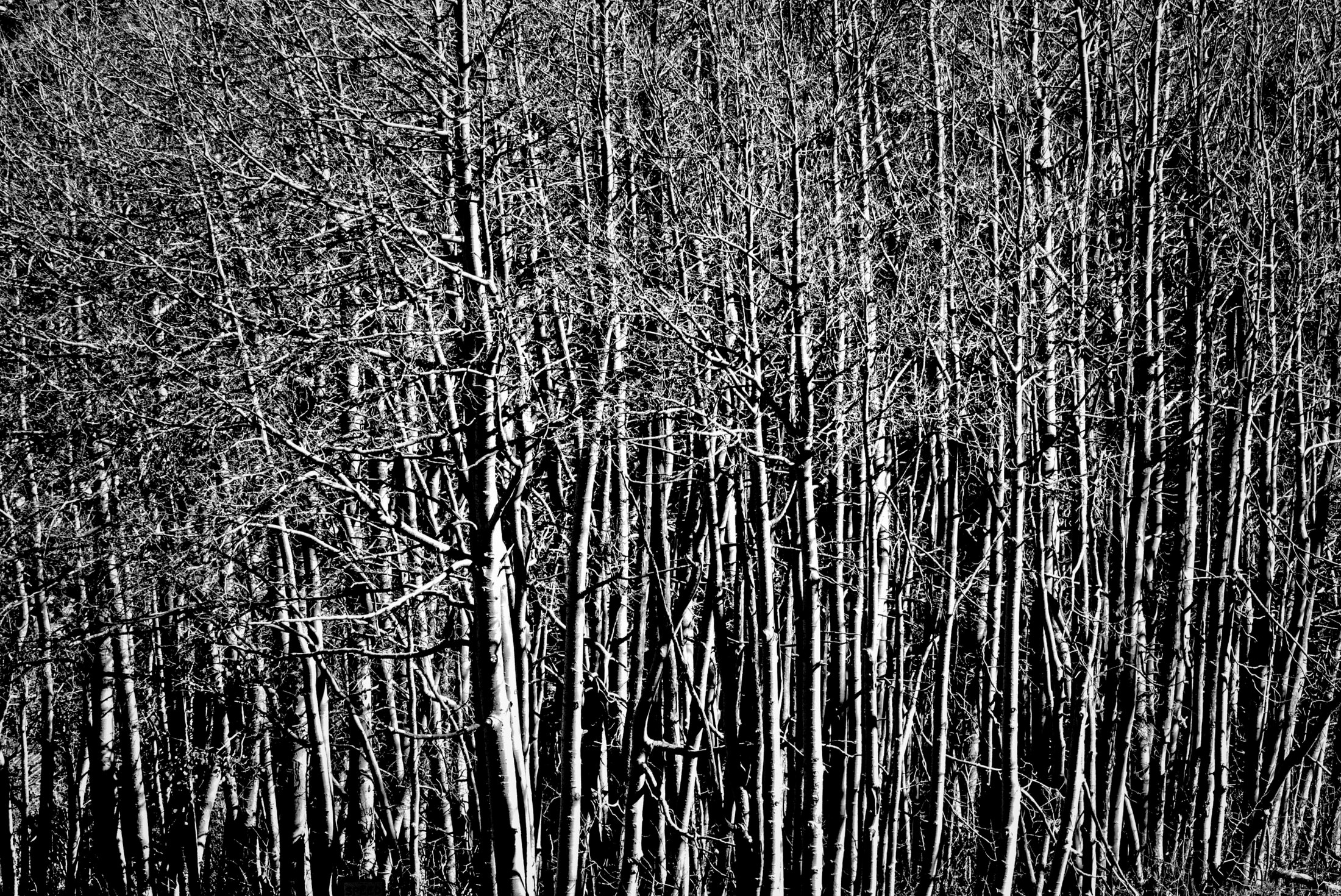 Stark Trees, California