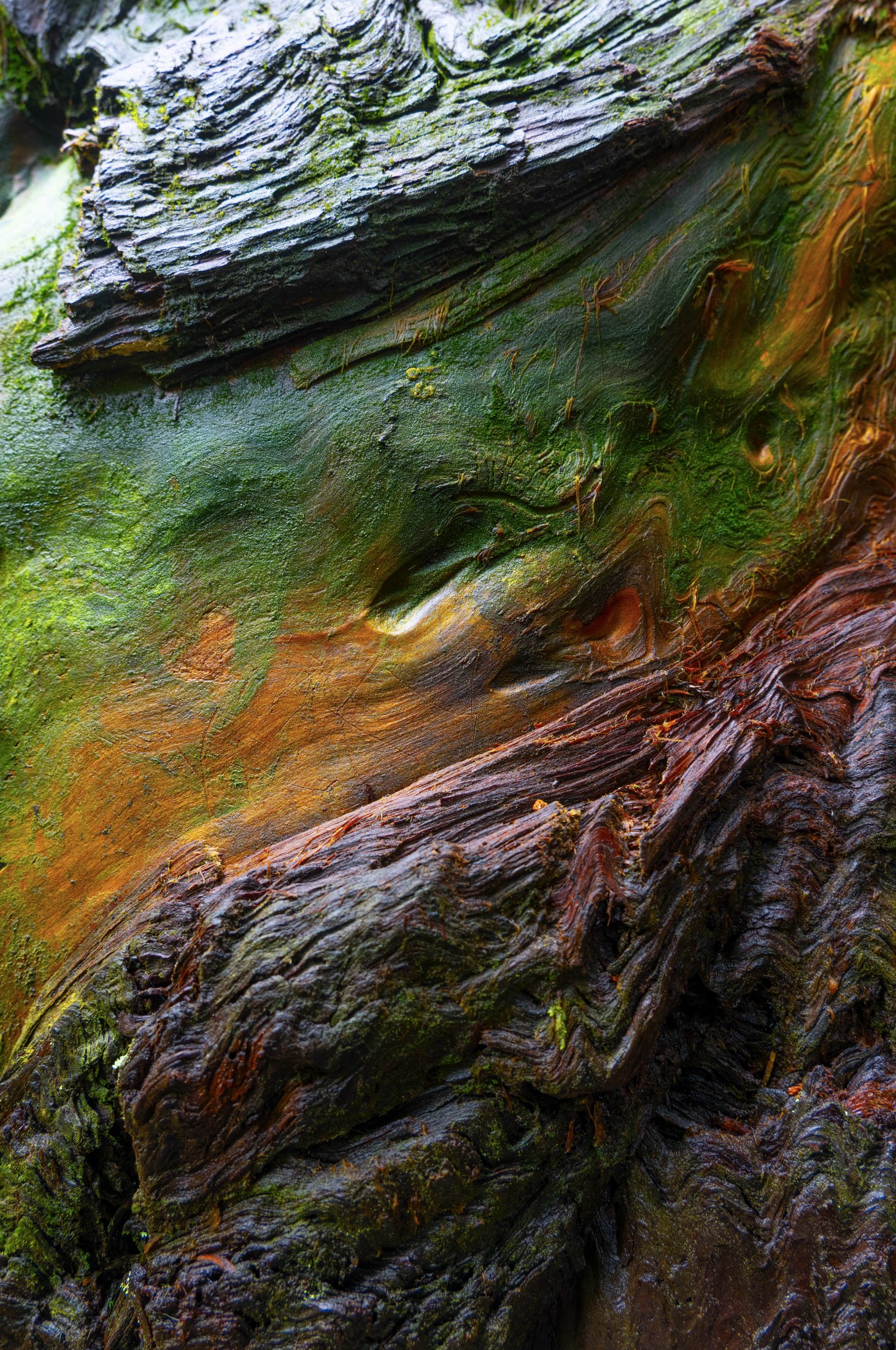 Colorful Redwood Tree Bark