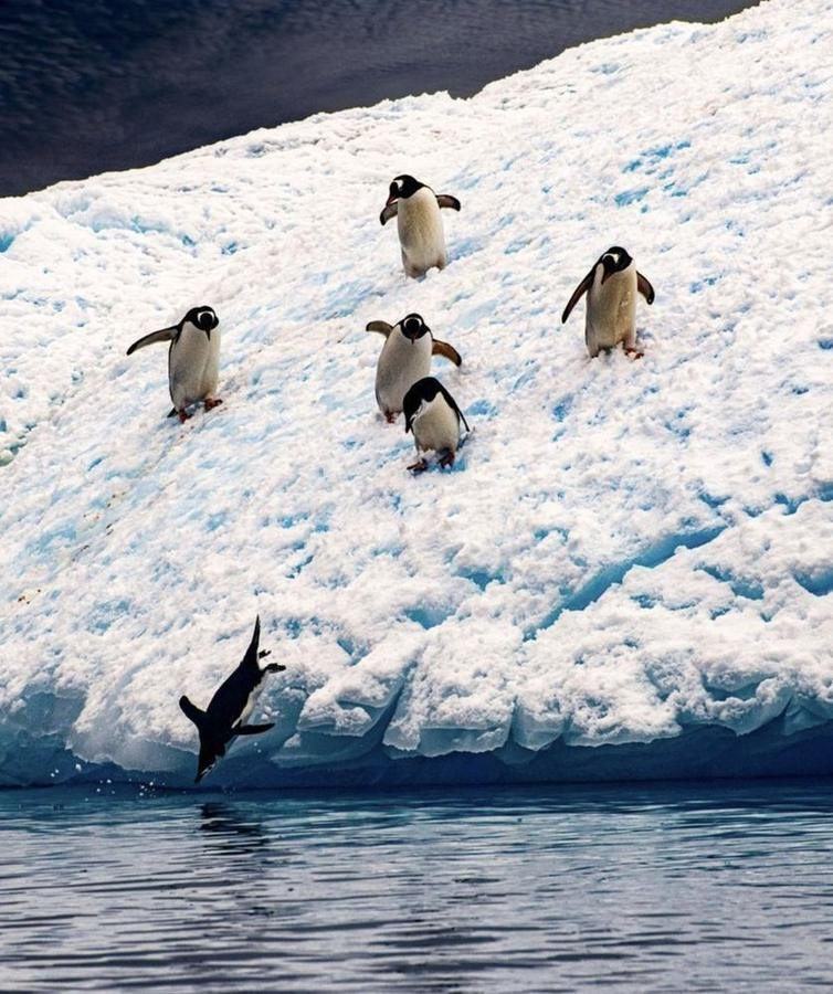 Penguins Jumping, Antarctica
