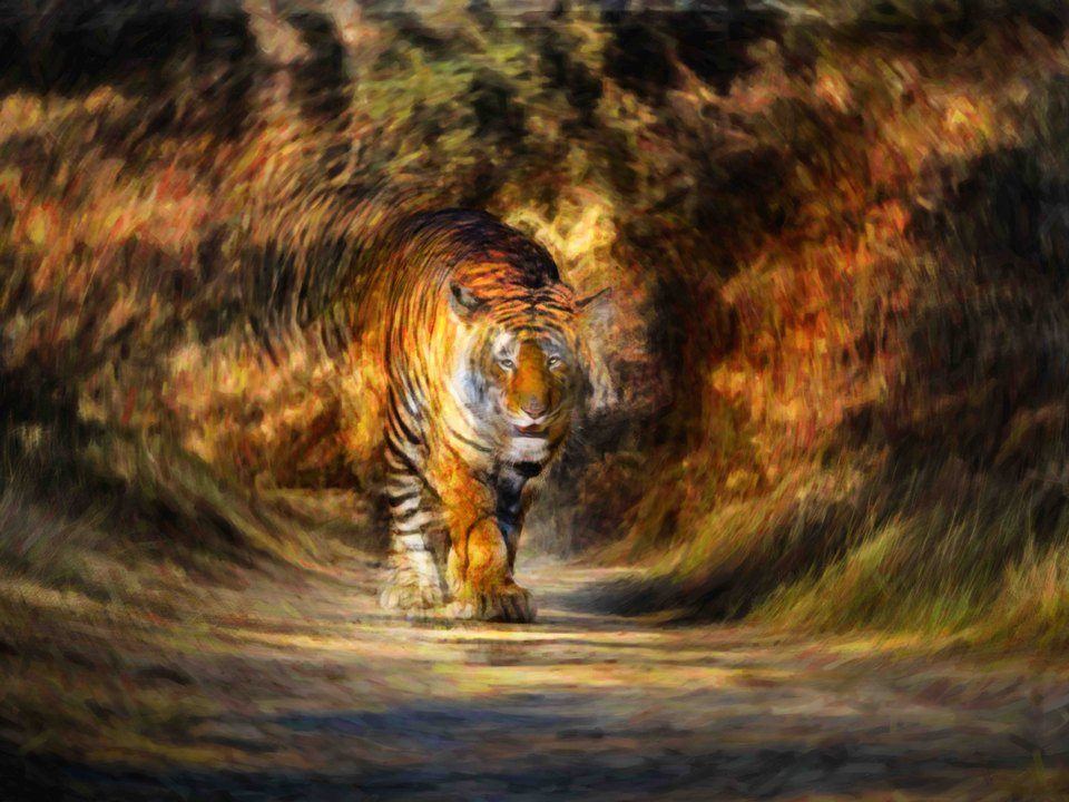 Tiger India